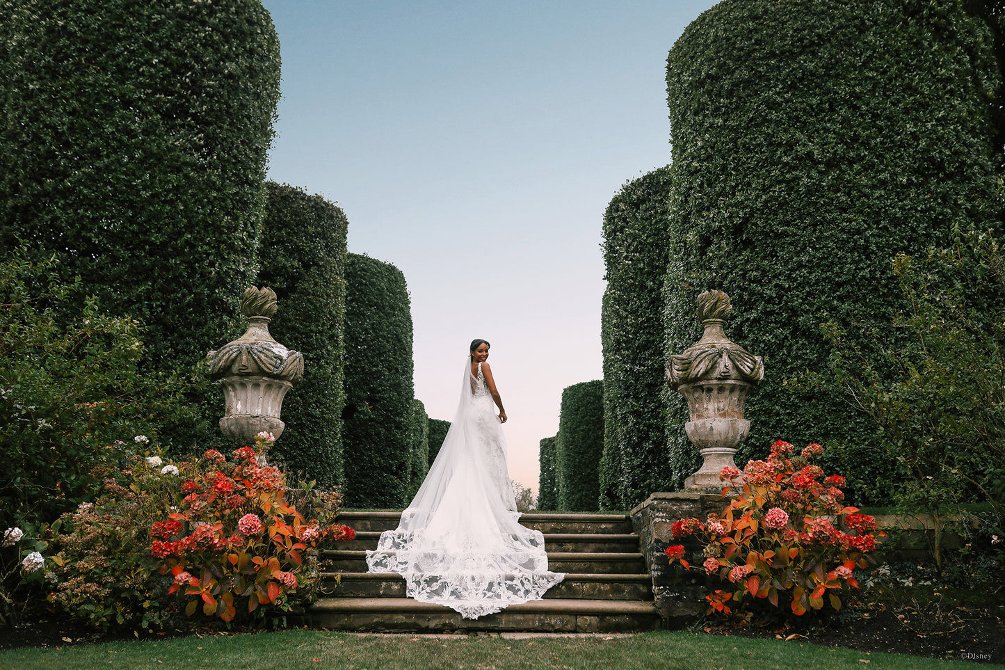 DP274 - Jasmine